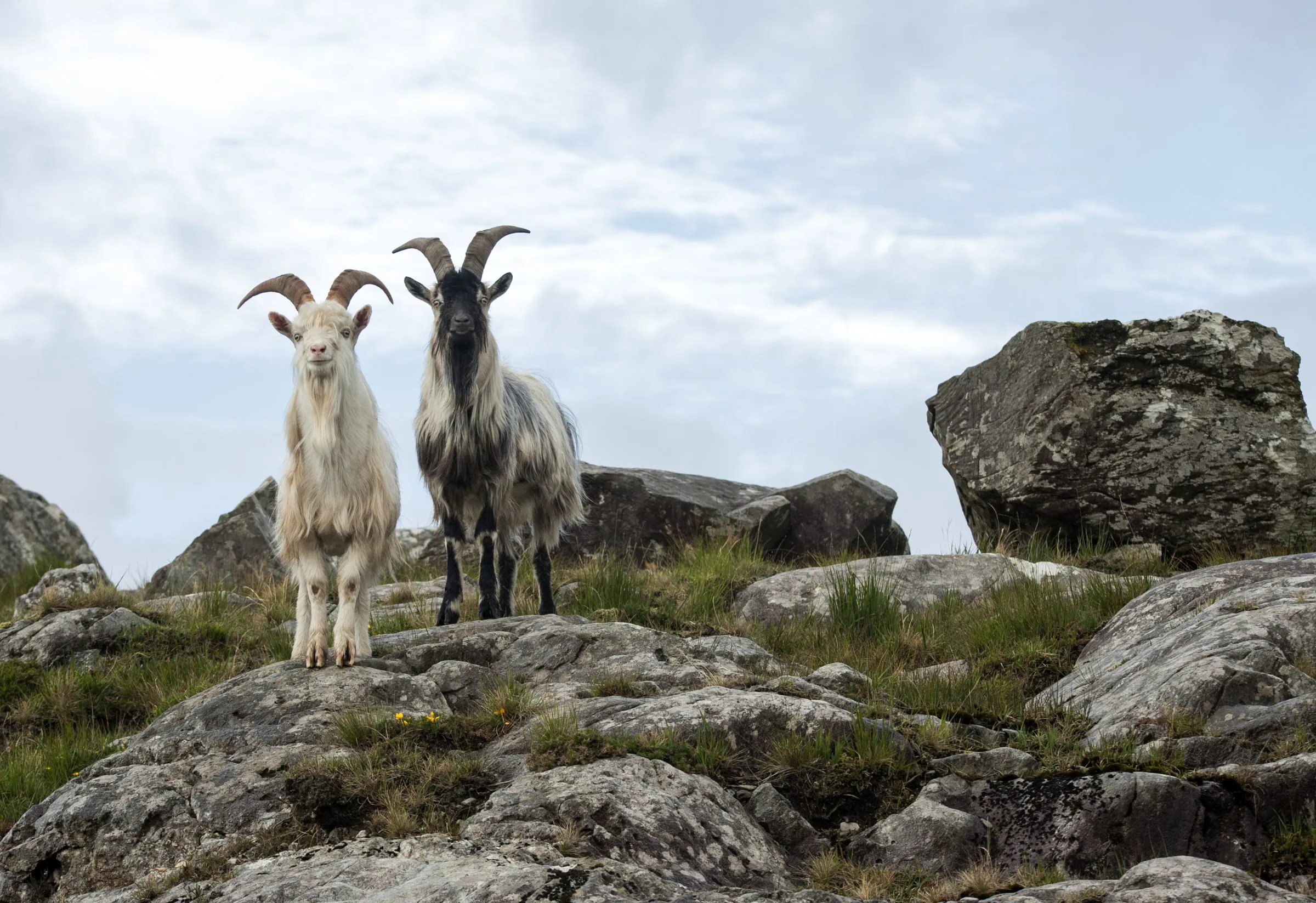Two goats, one white and one dark, stand on rocky terrain under a cloudy sky.