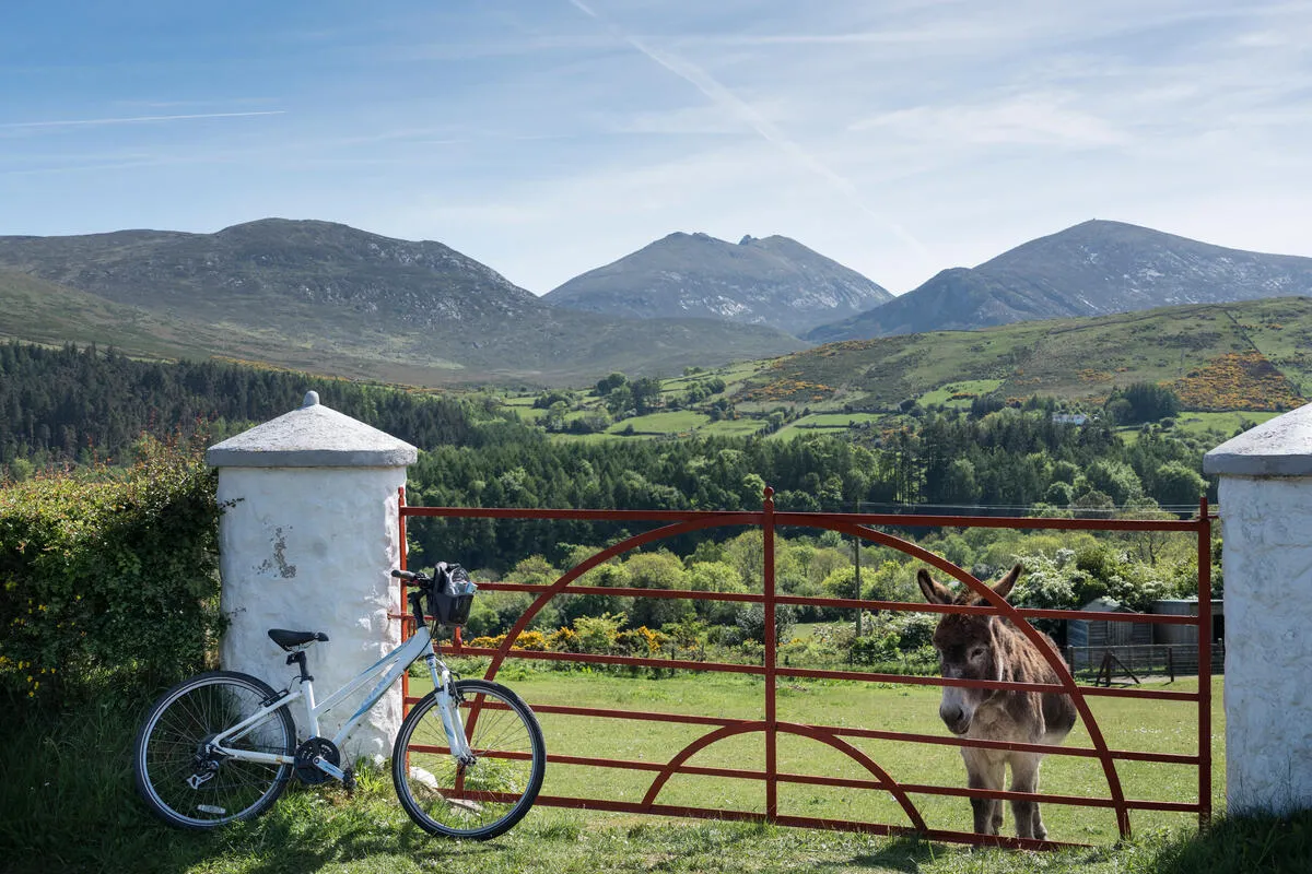 Bicycle Farmgate Donkey Mourne Mountains Co Down.jpg