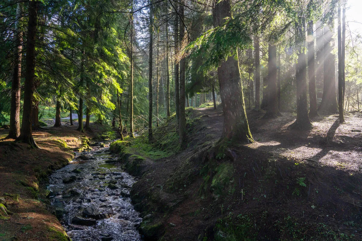 A rocky stream flows through a sunlit forest with tall pine trees and mossy banks in Gortin Glen.