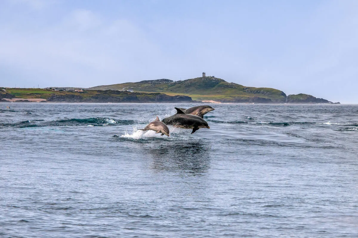 Three dolphins jumping out of the sea with a green hill and tower in the distance.