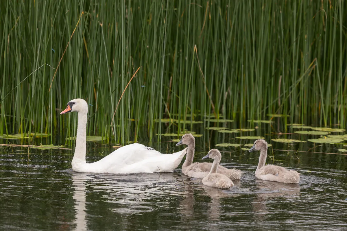 Hidden Heartlands Tours, Lough Ree, River Shannon, Athlone, Co Westmeath