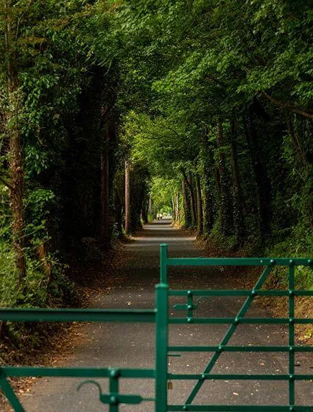 A green metal gate stands in the foreground of a paved path lined with tall trees covered in ivy.