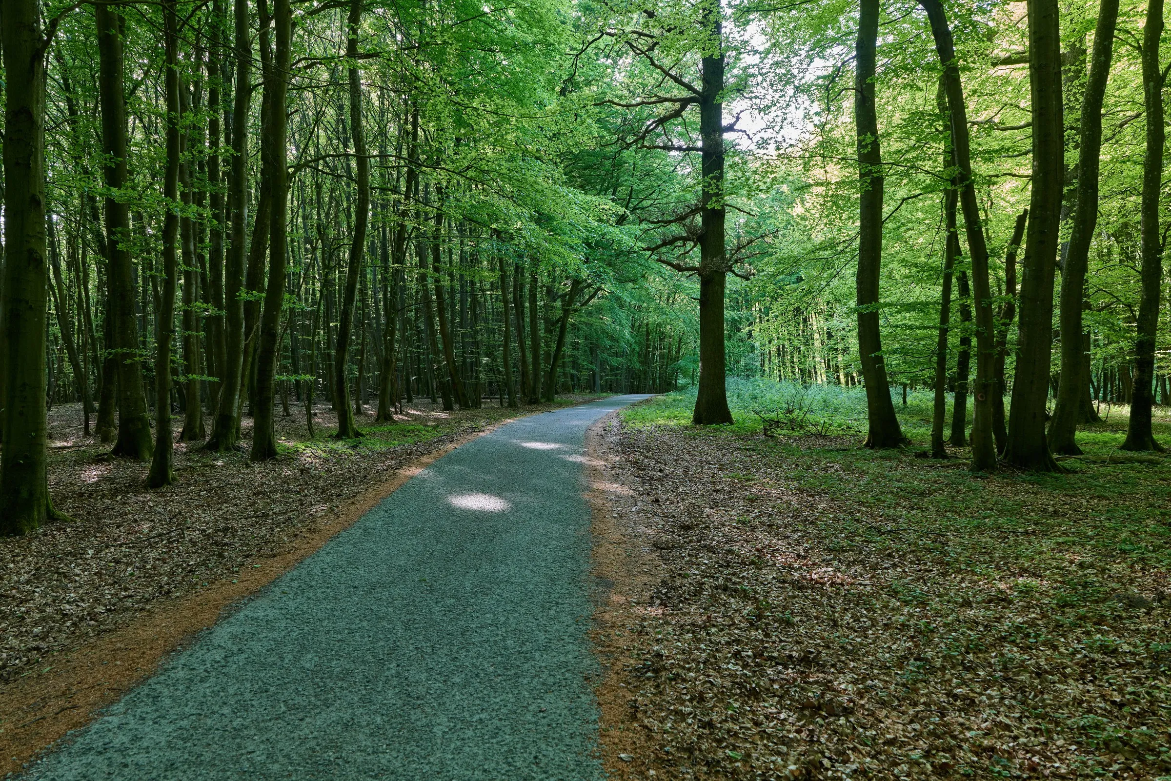 Cycleway in the Jasmund national park.