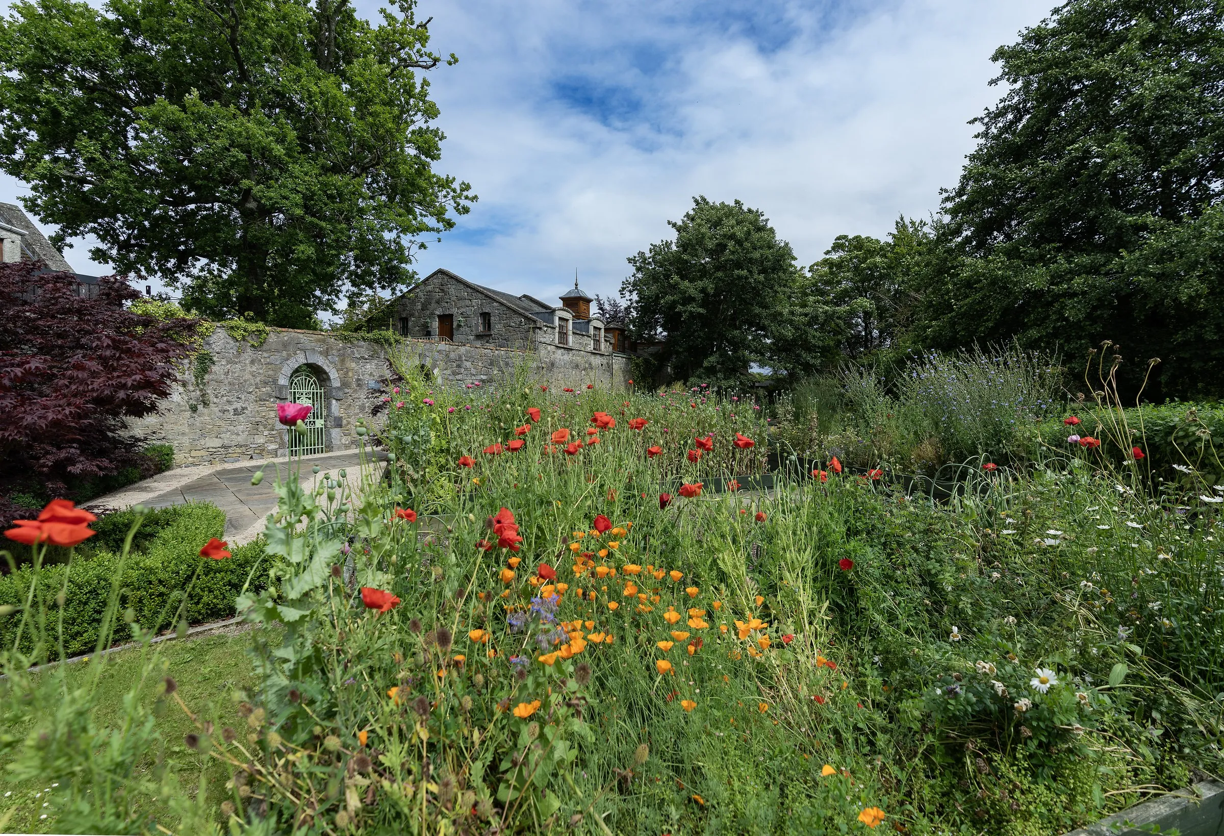 Red and orange poppies bloom in a garden near a stone wall and an old stone mill building.