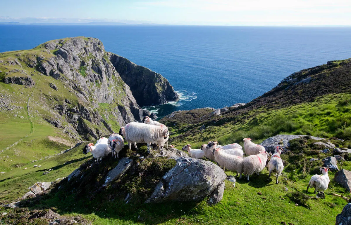 A flock of sheep with red markings stands on a grassy cliff edge near the ocean.